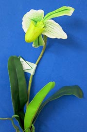 Frauenschuh-Orchidee helle Farbe 44cm
